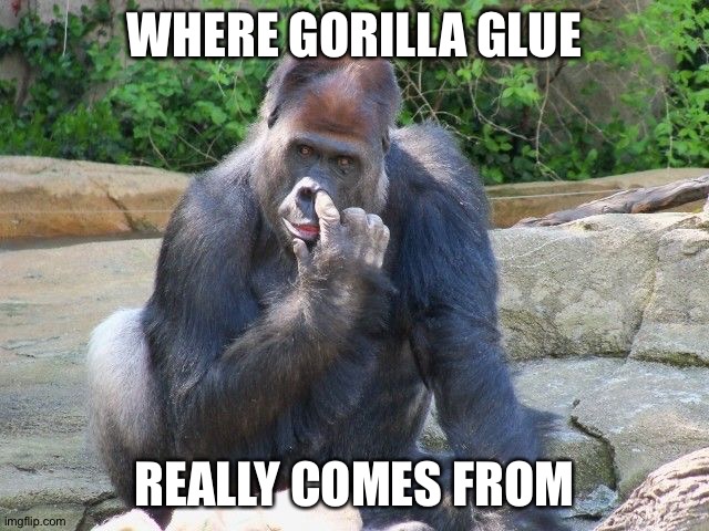 Gorilla Glue | WHERE GORILLA GLUE; REALLY COMES FROM | image tagged in lol | made w/ Imgflip meme maker