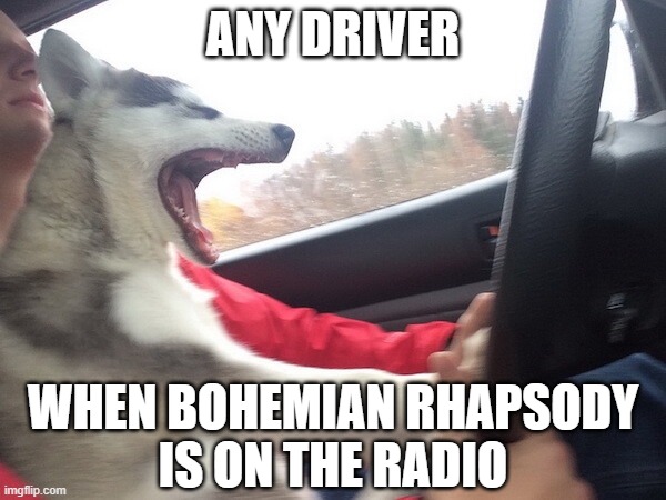 ANY DRIVER; WHEN BOHEMIAN RHAPSODY
IS ON THE RADIO | image tagged in dogs,funny,bohemian rhapsody,queen,driving,singing | made w/ Imgflip meme maker