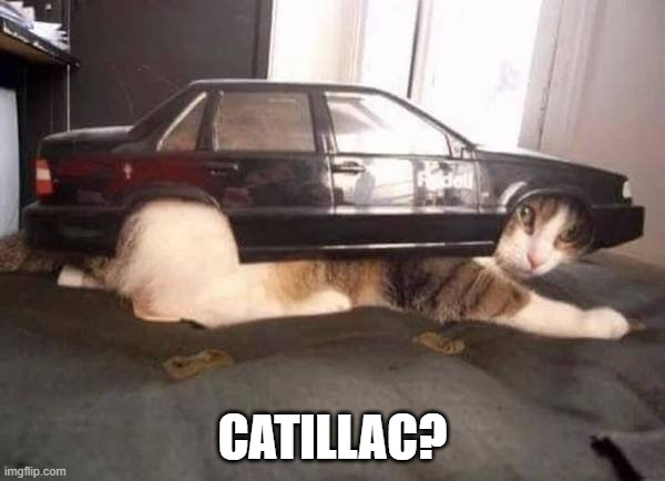 Well, it is 4-wheel drive | CATILLAC? | image tagged in cats,funny,cars,funny cats,toys,funny cat memes | made w/ Imgflip meme maker