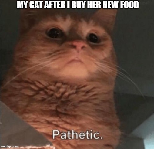 Pathetic Cat | MY CAT AFTER I BUY HER NEW FOOD | image tagged in pathetic cat | made w/ Imgflip meme maker