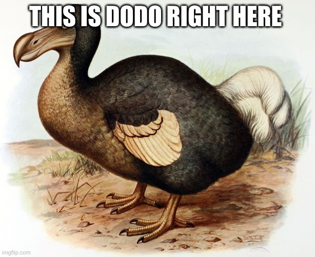 Dodo | THIS IS DODO RIGHT HERE | image tagged in dodo | made w/ Imgflip meme maker