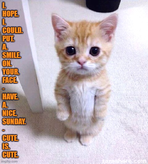 Hopefully it worked..... |  I.
HOPE.
I.
COULD.
PUT.
A.
SMILE.
ON.
YOUR.
FACE.
-
HAVE.
A.
NICE.
SUNDAY.
-
CUTE.
IS.
CUTE. | image tagged in memes,cute cat,cute,sunday,have a nice day,smile | made w/ Imgflip meme maker