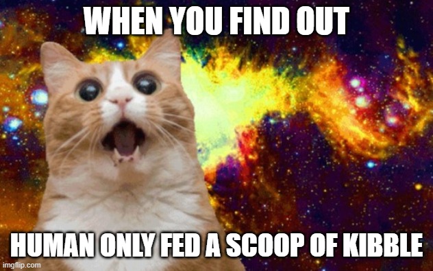Mind Blown cat | WHEN YOU FIND OUT; HUMAN ONLY FED A SCOOP OF KIBBLE | image tagged in mind blown cat | made w/ Imgflip meme maker