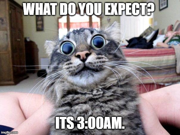 lsd cat | WHAT DO YOU EXPECT? ITS 3:00AM. | image tagged in lsd cat | made w/ Imgflip meme maker