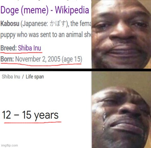 Doge is at his final years of living | image tagged in doge,rip,legend,memes,dank,sad | made w/ Imgflip meme maker