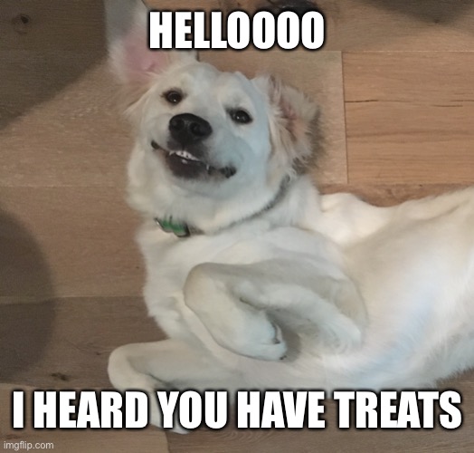 Weirdo Puppy | HELLOOOO; I HEARD YOU HAVE TREATS | image tagged in weirdo puppy | made w/ Imgflip meme maker