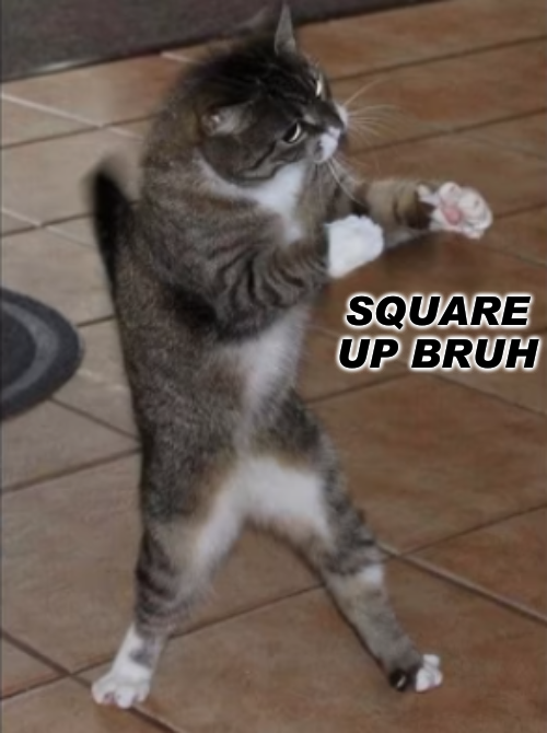 High Quality Square up cat Blank Meme Template