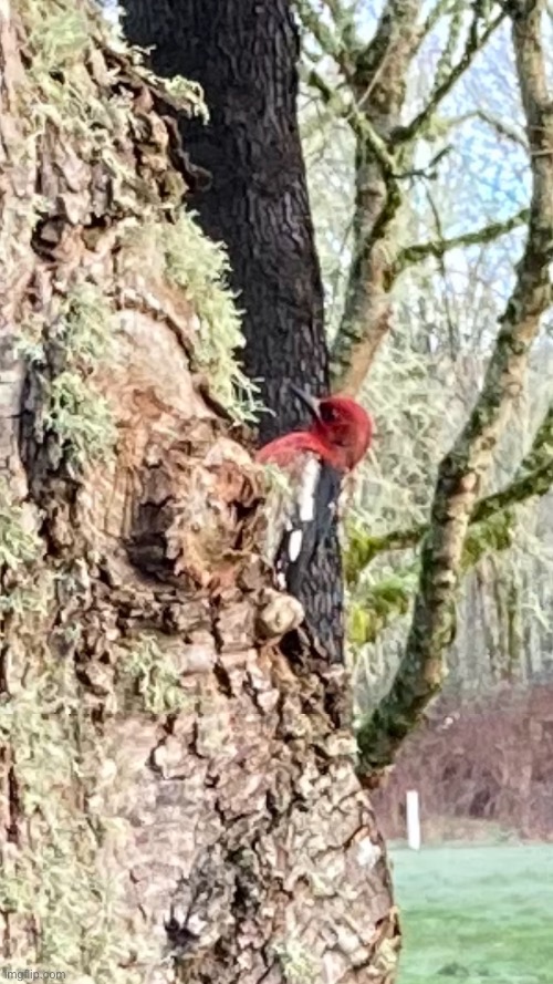 Red breasted sapsucker | made w/ Imgflip meme maker
