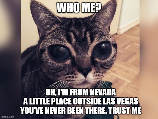 Area 51 Cat | WHO ME? UH, I'M FROM NEVADA
A LITTLE PLACE OUTSIDE LAS VEGAS
YOU'VE NEVER BEEN THERE, TRUST ME | image tagged in cats,funny,area 51,what if i told you | made w/ Imgflip meme maker
