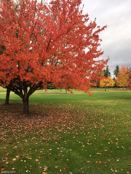 Fall colors | made w/ Imgflip meme maker
