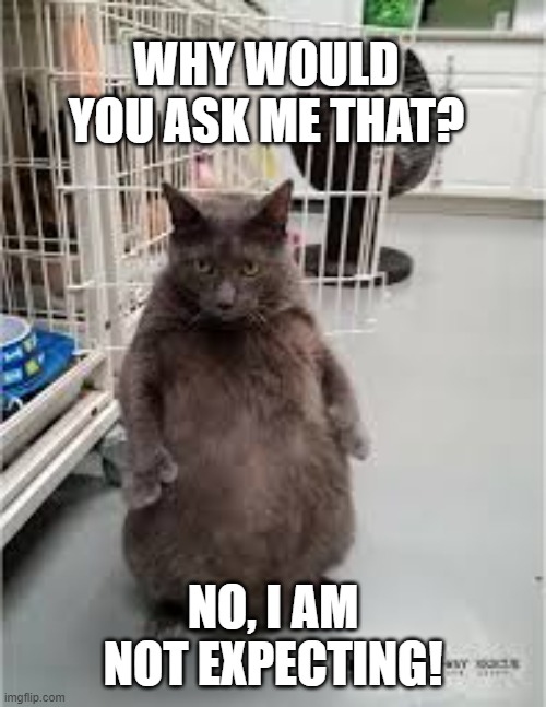Expecting? Not me! | WHY WOULD YOU ASK ME THAT? NO, I AM NOT EXPECTING! | image tagged in cats,fat cat,funny,pregnant | made w/ Imgflip meme maker