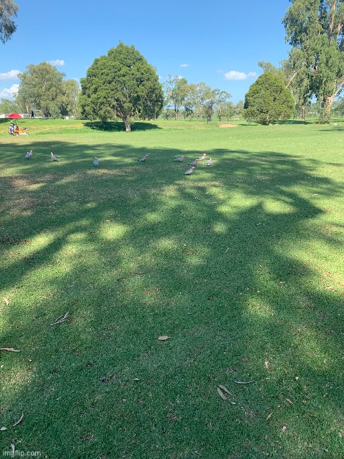 golfing cockatoo