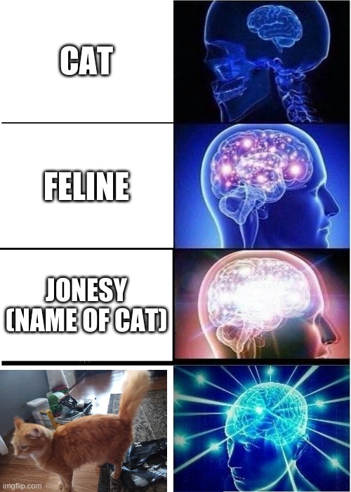 Expanding Brain Meme | CAT; FELINE; JONESY (NAME OF CAT) | image tagged in memes,expanding brain | made w/ Imgflip meme maker