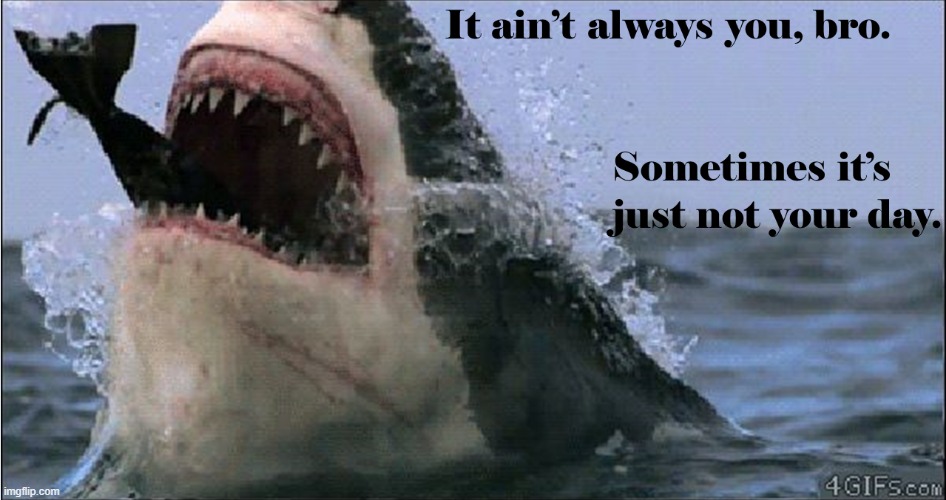 Sometimes It's Not You're Day | image tagged in shark,seal,great white shark,having a bad day | made w/ Imgflip meme maker