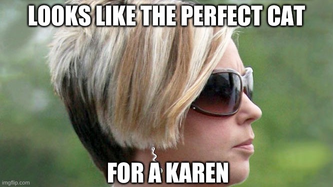 Karen | LOOKS LIKE THE PERFECT CAT FOR A KAREN | image tagged in karen | made w/ Imgflip meme maker