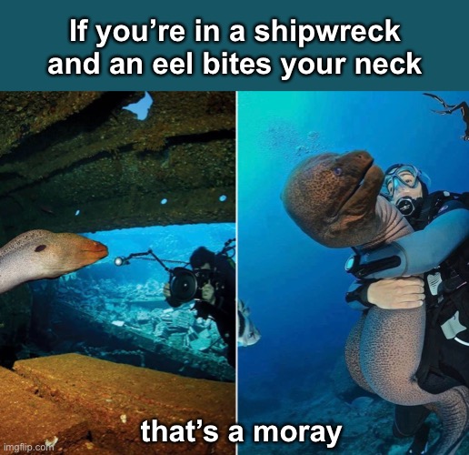 Shocking | If you’re in a shipwreck
and an eel bites your neck; that’s a moray | image tagged in funny memes,bad jokes,eyeroll | made w/ Imgflip meme maker