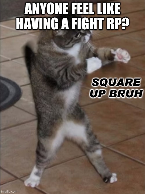 im trynna find a way to get rid of my boredom and this always works .-. | ANYONE FEEL LIKE HAVING A FIGHT RP? | image tagged in square up cat | made w/ Imgflip meme maker
