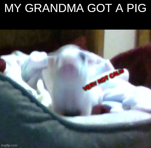 this is el gordo | MY GRANDMA GOT A PIG; VERY NOT CALM | image tagged in very not calm pig,pig,peppa pig,funny animals | made w/ Imgflip meme maker