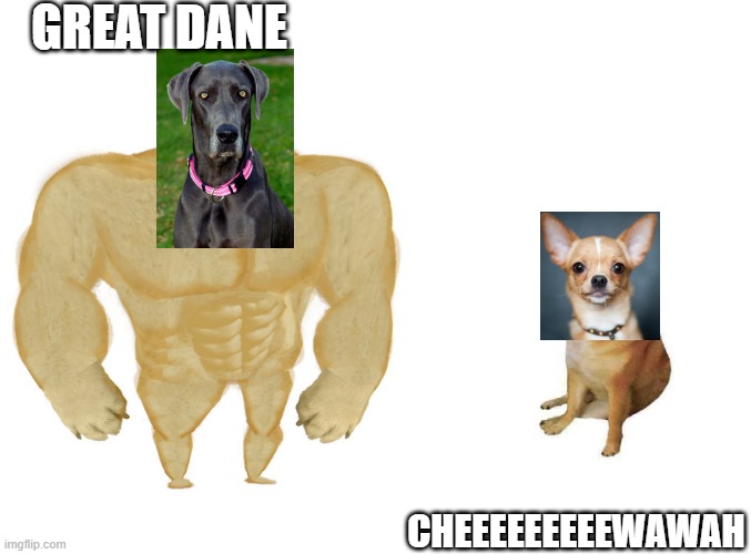 Biggest vs Smallest | GREAT DANE; CHEEEEEEEEEWAWAH | image tagged in big dog small dog | made w/ Imgflip meme maker