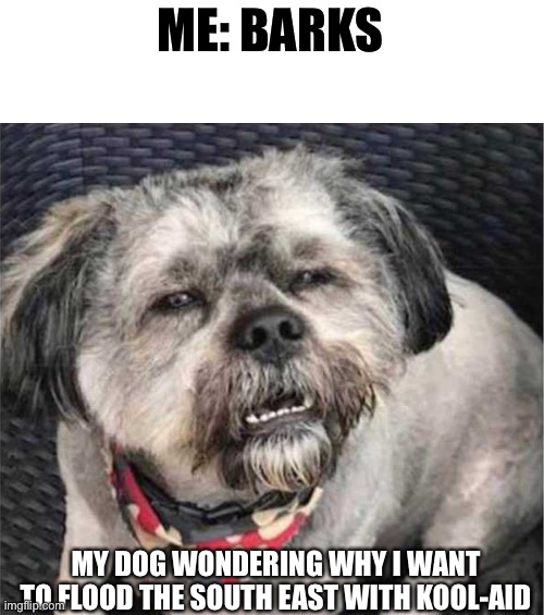 confused dog | ME: BARKS MY DOG WONDERING WHY I WANT TO FLOOD THE SOUTH EAST WITH KOOL-AID | image tagged in confused dog | made w/ Imgflip meme maker
