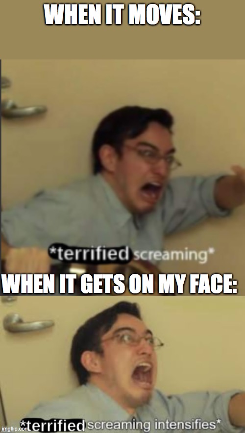 WHEN IT MOVES: WHEN IT GETS ON MY FACE: | image tagged in terrified screaming,terrified screaming intensifies | made w/ Imgflip meme maker