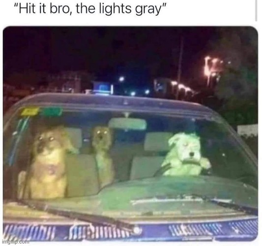 image tagged in repost,dogs,dog,reposts,traffic light,reposts are awesome | made w/ Imgflip meme maker