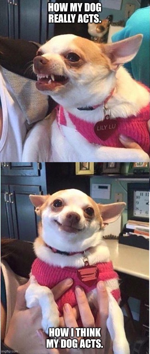 Angry dog meme vertical |  HOW MY DOG REALLY ACTS. HOW I THINK MY DOG ACTS. | image tagged in angry dog meme vertical | made w/ Imgflip meme maker