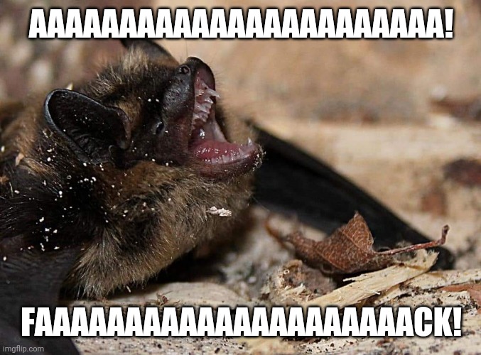 Bat Faaaaack | AAAAAAAAAAAAAAAAAAAAAAA! FAAAAAAAAAAAAAAAAAAAAACK! | image tagged in screaming,scream | made w/ Imgflip meme maker