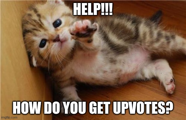 HELP | HELP!!! HOW DO YOU GET UPVOTES? | image tagged in help me kitten | made w/ Imgflip meme maker