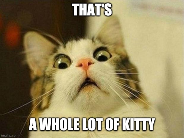 Scared Cat Meme | THAT'S A WHOLE LOT OF KITTY | image tagged in memes,scared cat | made w/ Imgflip meme maker