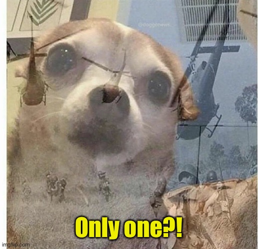 PTSD Chihuahua | Only one?! | image tagged in ptsd chihuahua | made w/ Imgflip meme maker