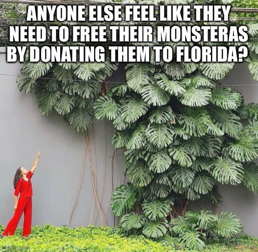 Free the monstera | ANYONE ELSE FEEL LIKE THEY NEED TO FREE THEIR MONSTERAS BY DONATING THEM TO FLORIDA? | image tagged in monstera,funny memes,plants | made w/ Imgflip meme maker