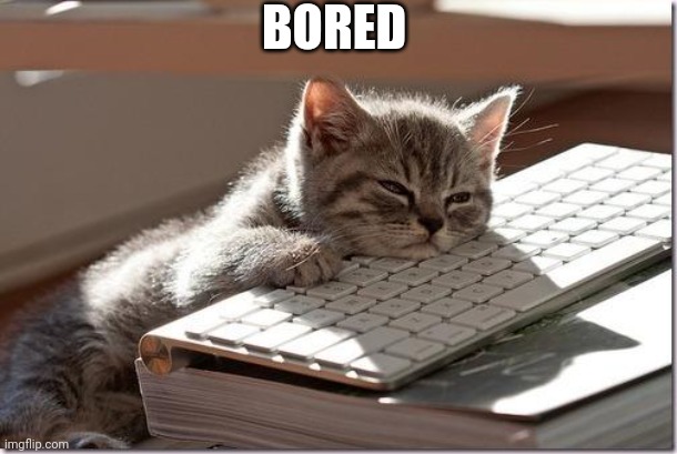 Bored Keyboard Cat | BORED | image tagged in bored keyboard cat | made w/ Imgflip meme maker