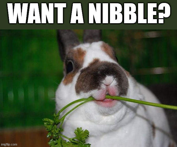 WANT A NIBBLE? | image tagged in bunnies | made w/ Imgflip meme maker