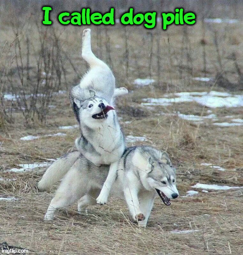 I called dog pile | image tagged in dogs | made w/ Imgflip meme maker