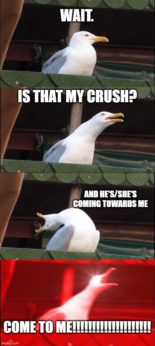 Seagull seeing it's crush | WAIT. IS THAT MY CRUSH? AND HE'S/SHE'S COMING TOWARDS ME; COME TO ME!!!!!!!!!!!!!!!!!!!! | image tagged in memes | made w/ Imgflip meme maker