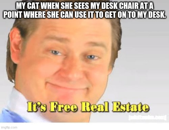 It's Free Real Estate | MY CAT WHEN SHE SEES MY DESK CHAIR AT A POINT WHERE SHE CAN USE IT TO GET ON TO MY DESK. | image tagged in it's free real estate | made w/ Imgflip meme maker