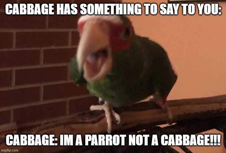 Cabbage the Parrot | CABBAGE HAS SOMETHING TO SAY TO YOU:; CABBAGE: IM A PARROT NOT A CABBAGE!!! | image tagged in cabbage has something to say to you | made w/ Imgflip meme maker