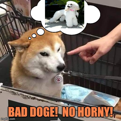 Doge is in trouble now! | BAD DOGE!  NO HORNY! | image tagged in no horny,go to horny jail,doge | made w/ Imgflip meme maker