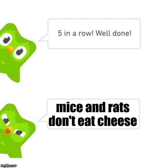 lol you tell em duolingo | mice and rats don't eat cheese | image tagged in duo gets mad | made w/ Imgflip meme maker