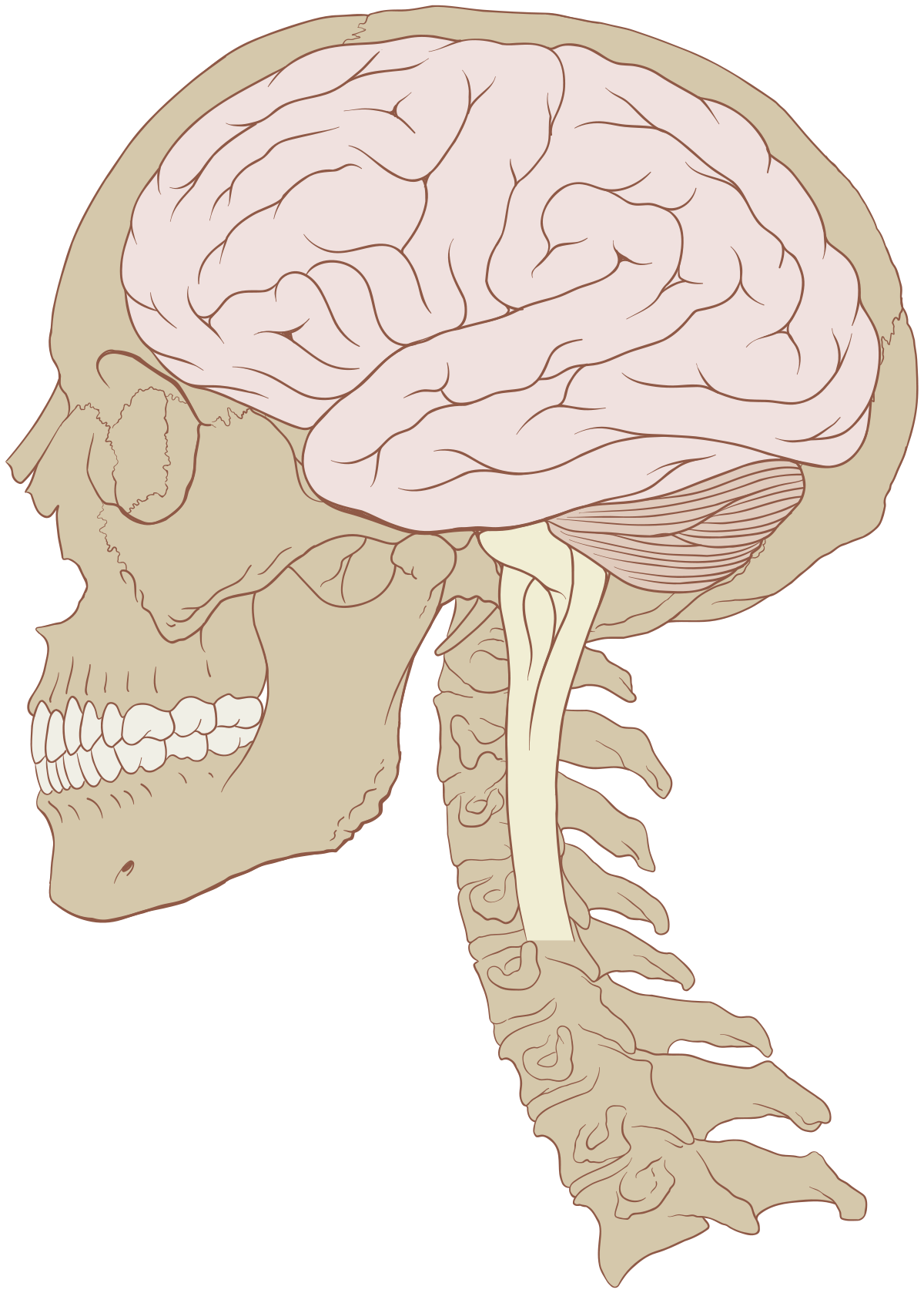 brain at work Blank Meme Template