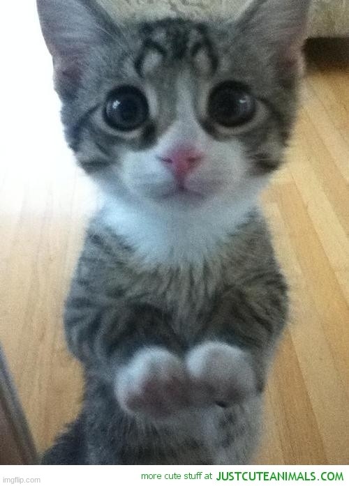Cute kitty begging 2 | image tagged in cute kitty begging 2 | made w/ Imgflip meme maker