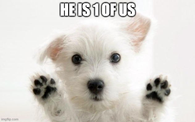 cute dog | HE IS 1 OF US | image tagged in cute dog | made w/ Imgflip meme maker