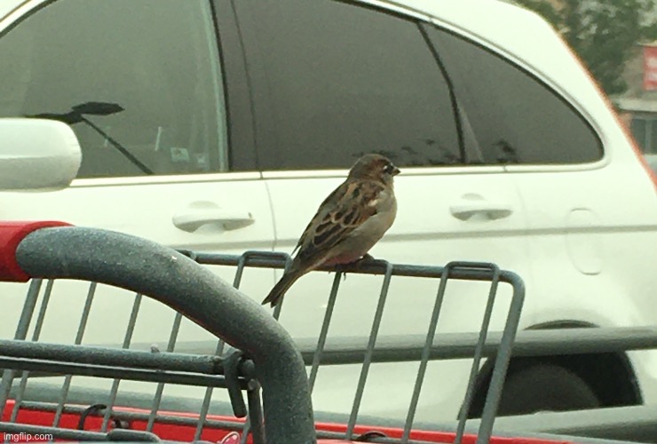 Shopping sparrow | image tagged in sparrow | made w/ Imgflip meme maker