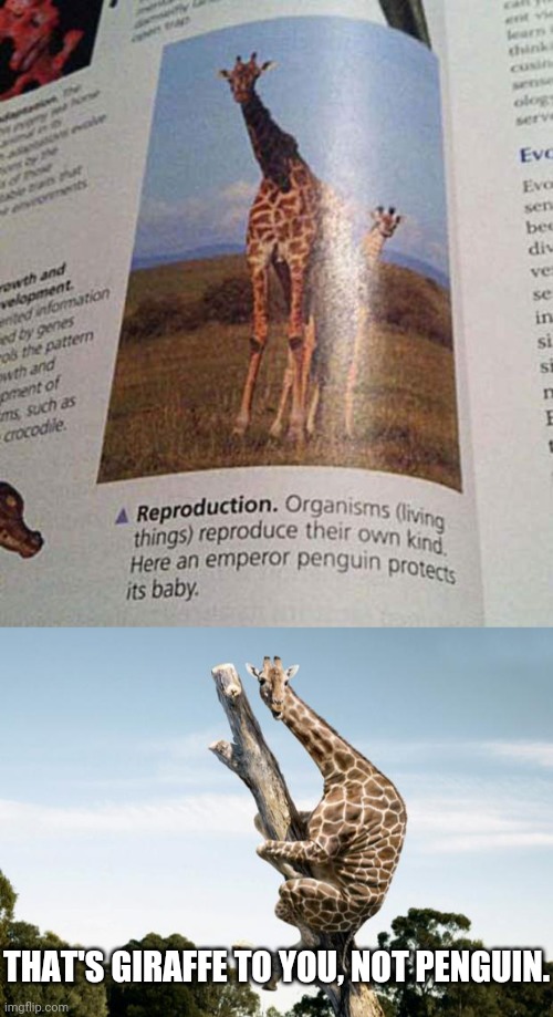 Giraffe, not penguin | THAT'S GIRAFFE TO YOU, NOT PENGUIN. | image tagged in scared giraffe,giraffe,you had one job,memes,meme,error | made w/ Imgflip meme maker