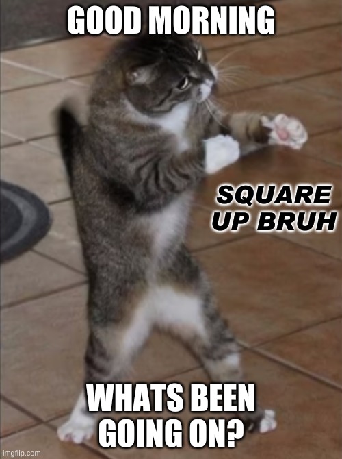 .-. | GOOD MORNING; WHATS BEEN GOING ON? | image tagged in square up cat | made w/ Imgflip meme maker