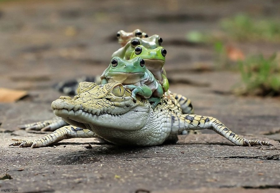 frog riding croc Blank Meme Template