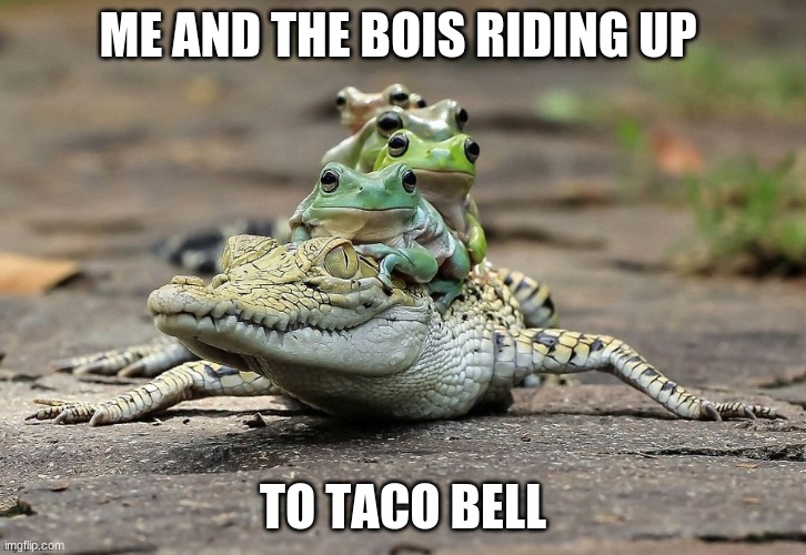 frog riding croc | ME AND THE BOIS RIDING UP; TO TACO BELL | image tagged in frog riding croc | made w/ Imgflip meme maker