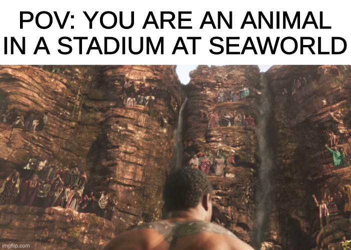 orca(shamu), dolphin, sealion, etc. | POV: YOU ARE AN ANIMAL IN A STADIUM AT SEAWORLD | image tagged in seaworld,marvel,black panther,pov | made w/ Imgflip meme maker