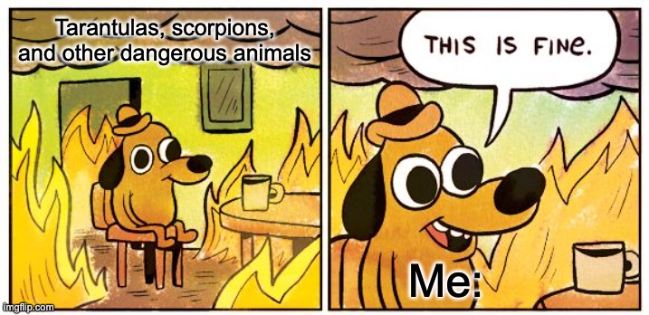 Me no scared | Tarantulas, scorpions, and other dangerous animals; Me: | image tagged in memes,this is fine | made w/ Imgflip meme maker